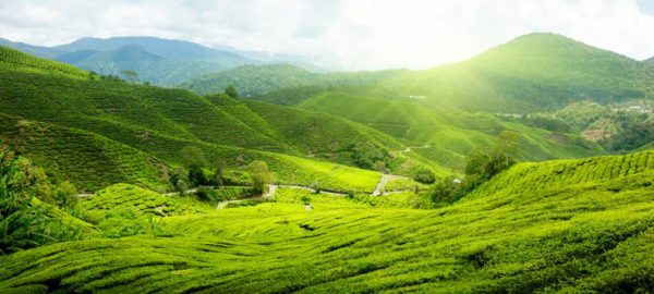 Cameron Highlands