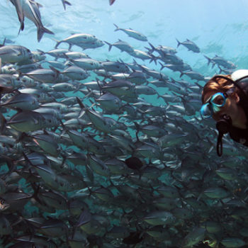 KUALA LUMPUR DIVING MABUL & SIPADAN